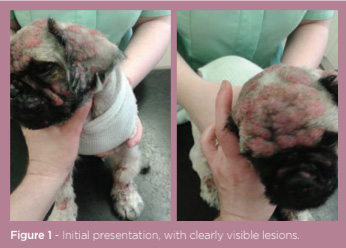 Cyclosporine for dogs autoimmune disease hot sale